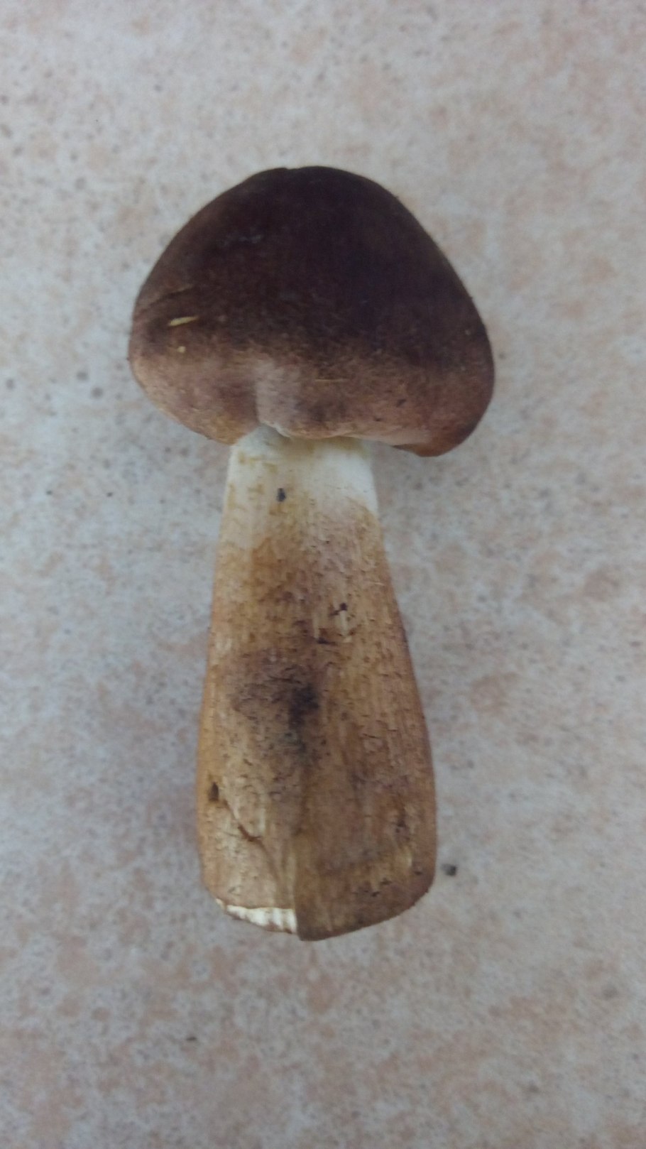 Гриб коричневый