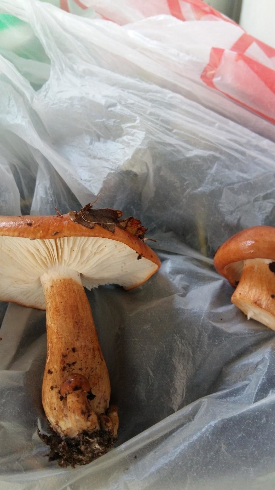 Рядовка надломленная Tricholoma batschii