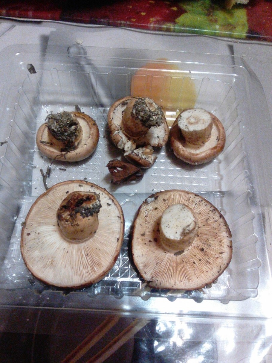 Рядовка горчак