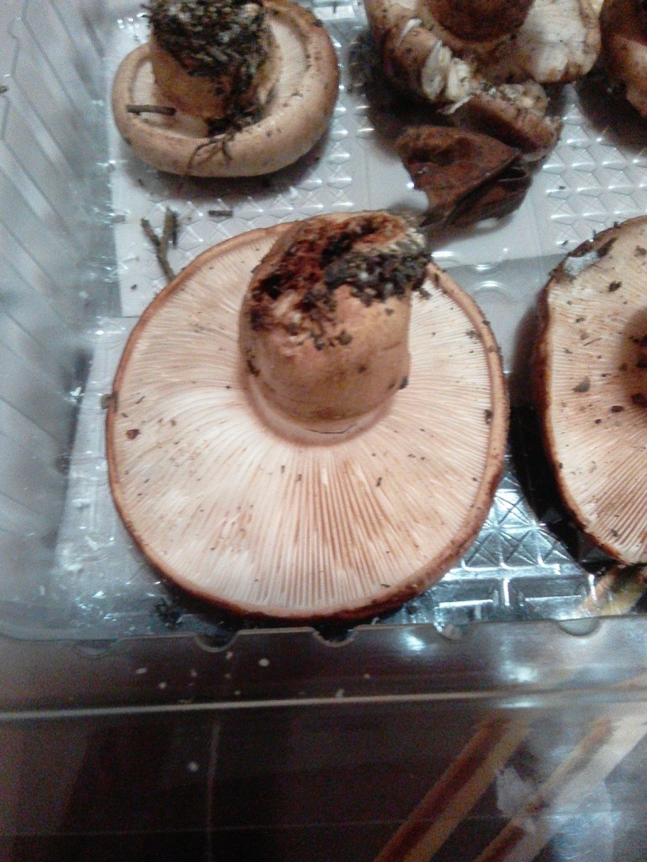 Рядовка рядовка надломленная (Tricholoma batschii)