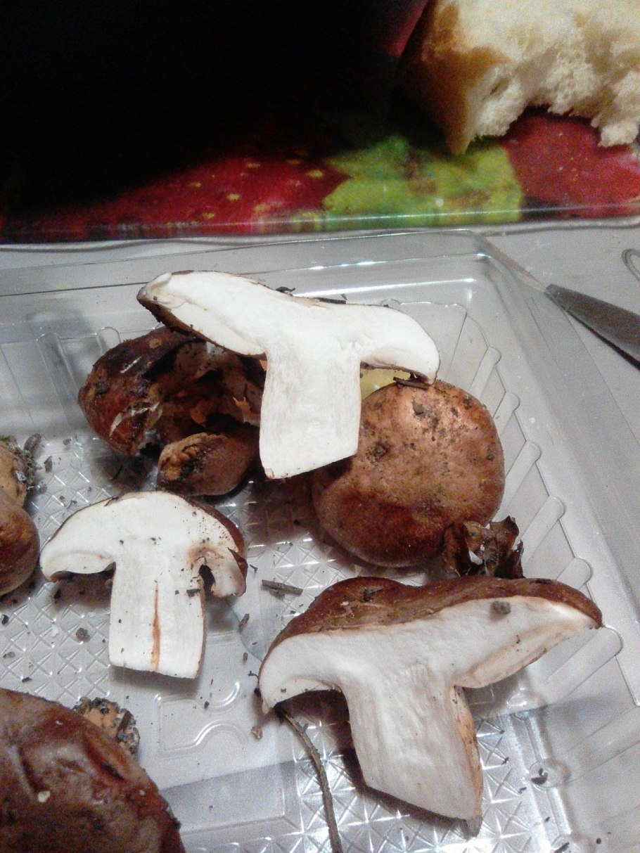 Рядовка пятнистая (Tricholoma pessundatum)