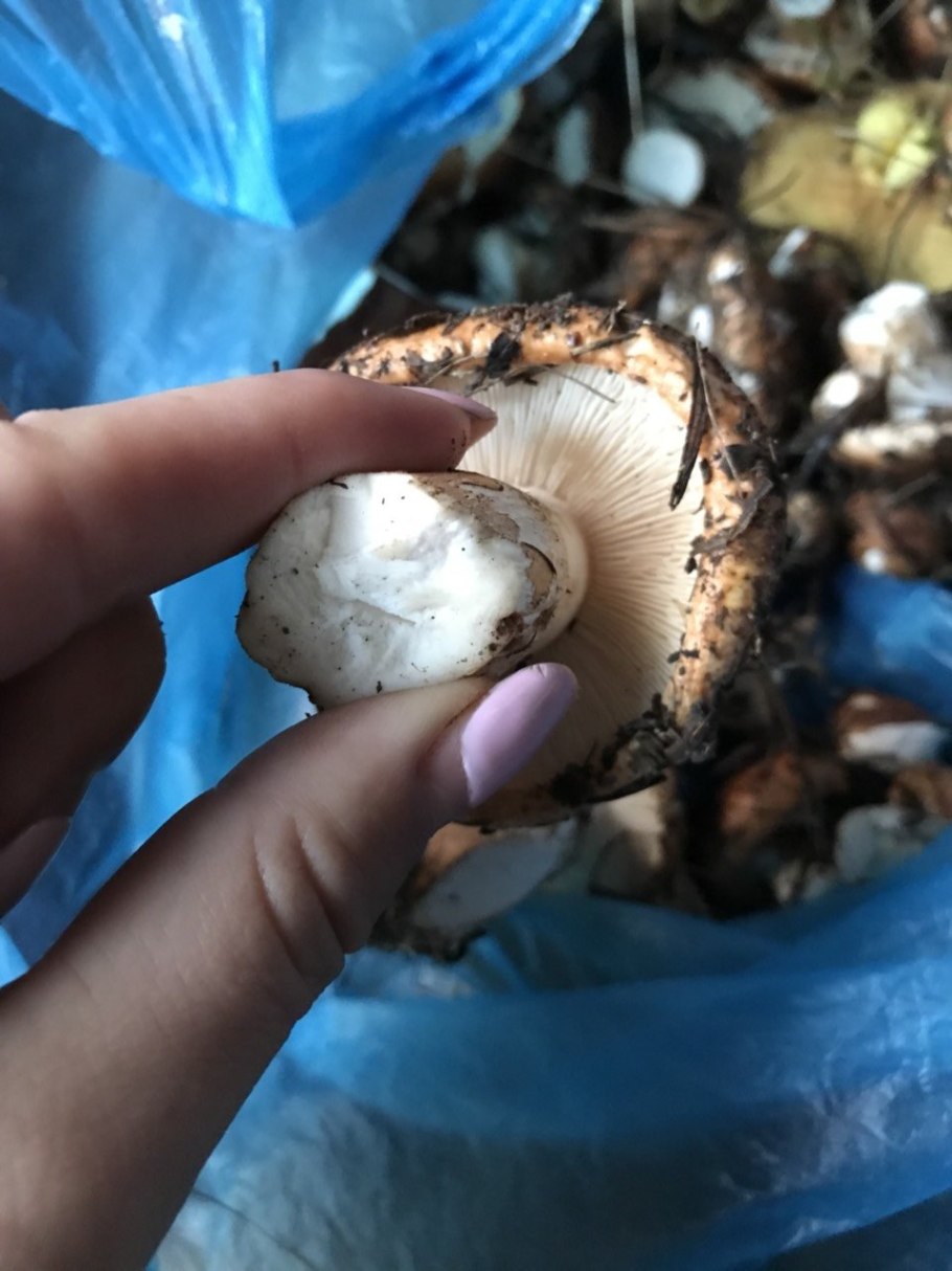 Рядовка надломленная Tricholoma batschii