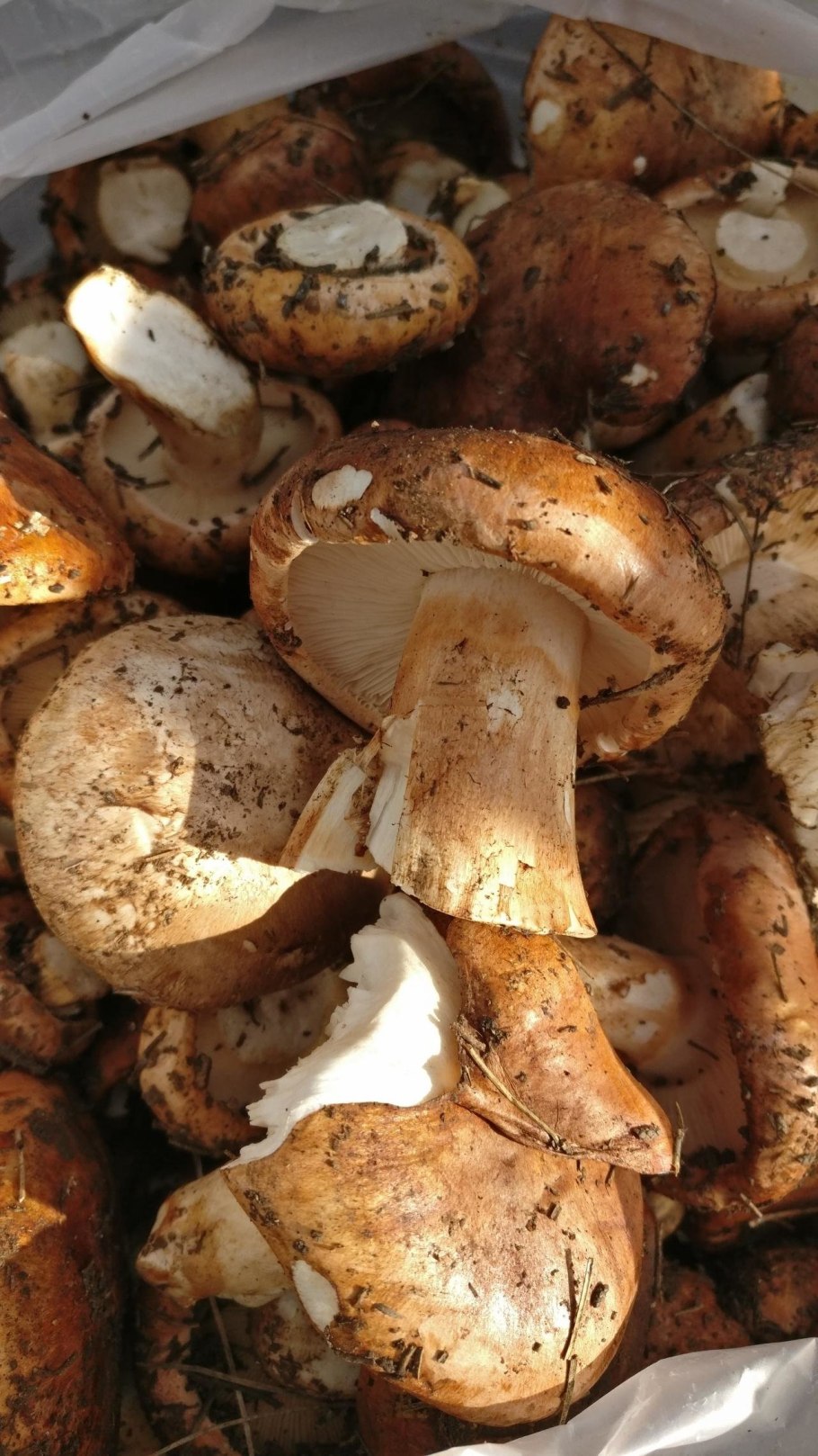 Рядовка погубленная Tricholoma pessundatum