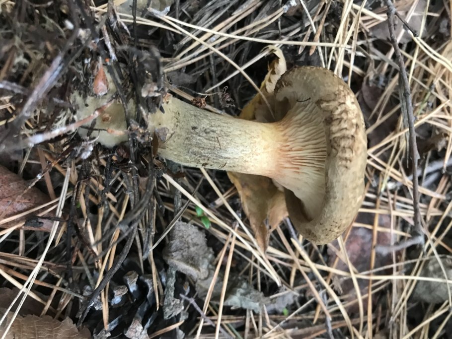 Рядовка землистая Tricholoma terreum