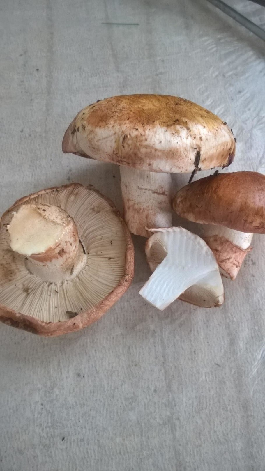 Рядовка рядовка надломленная (Tricholoma batschii)