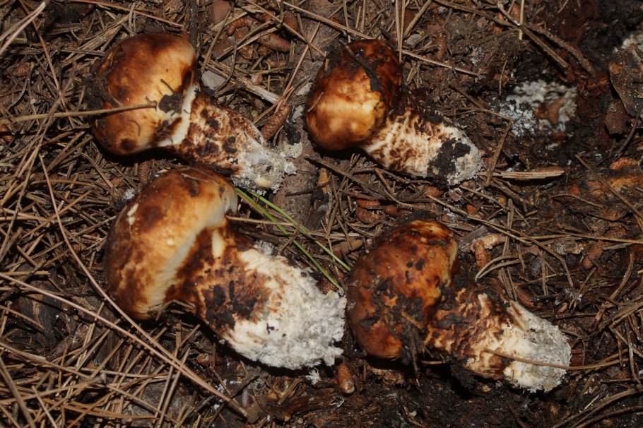 Tricholoma fracticum