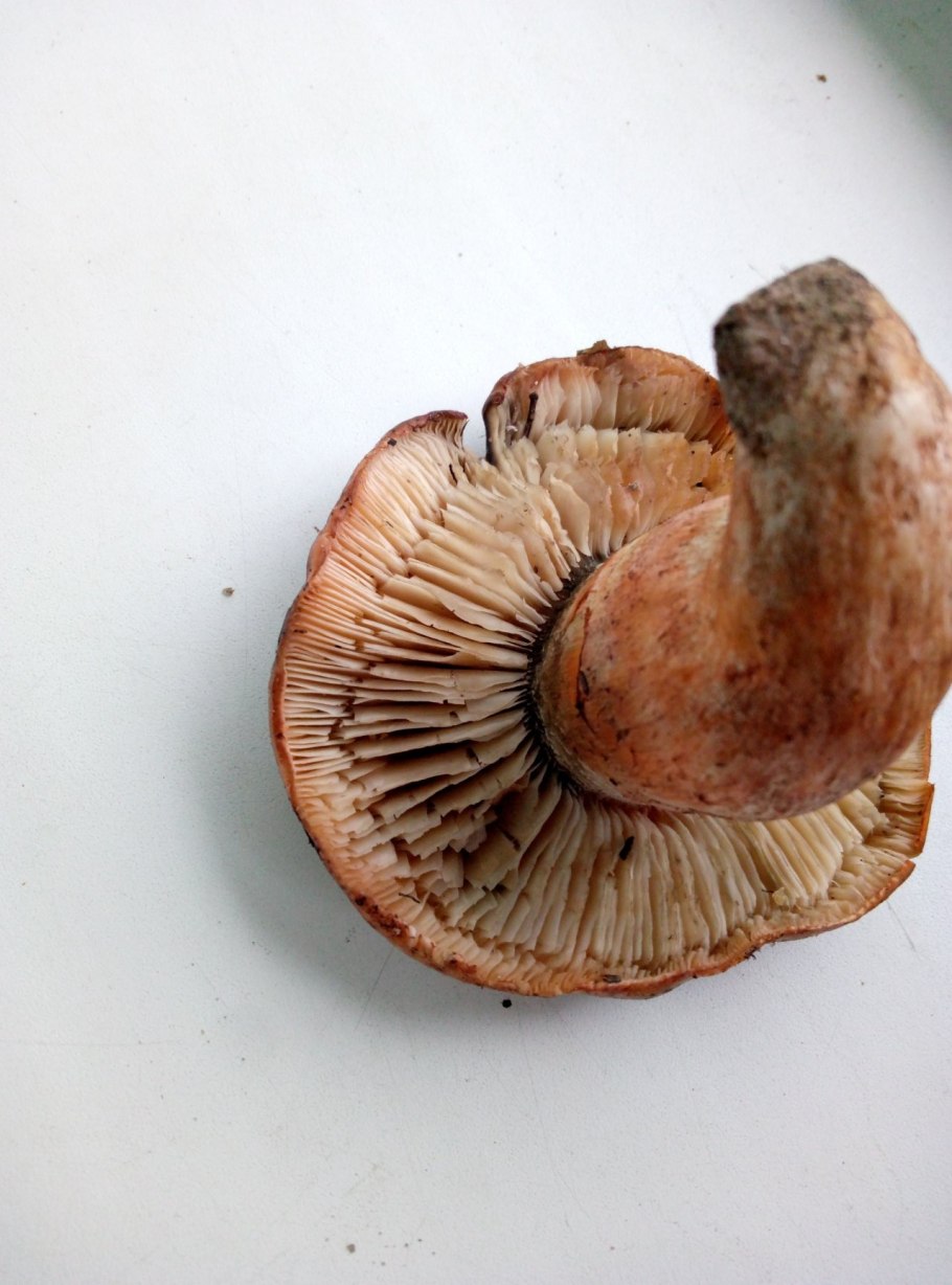 Рядовка надломленная Tricholoma batschii