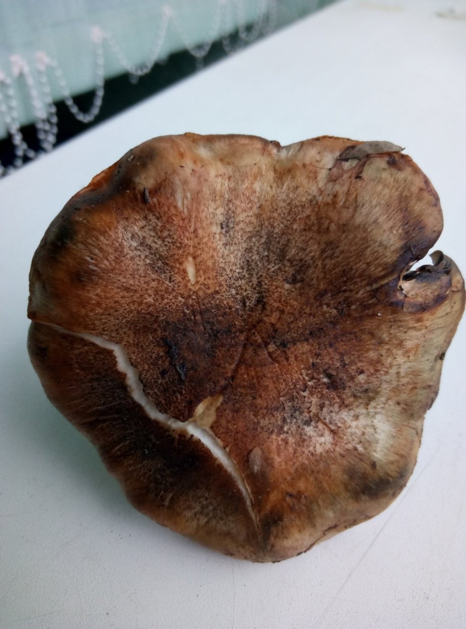 Грибы Морозики в Саратовской области