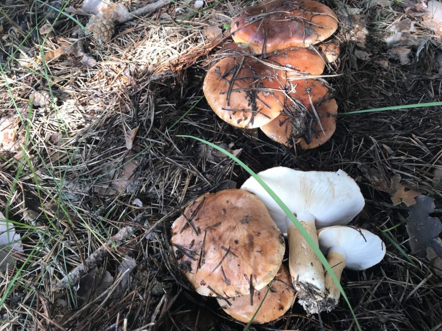 Рядовка надломленная Tricholoma batschii
