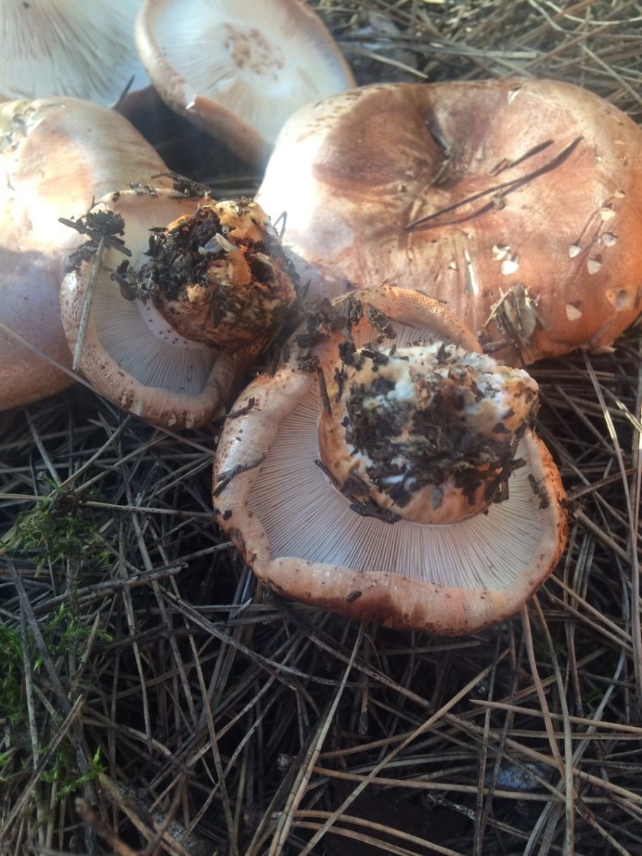 Гриб рядовка надломленная