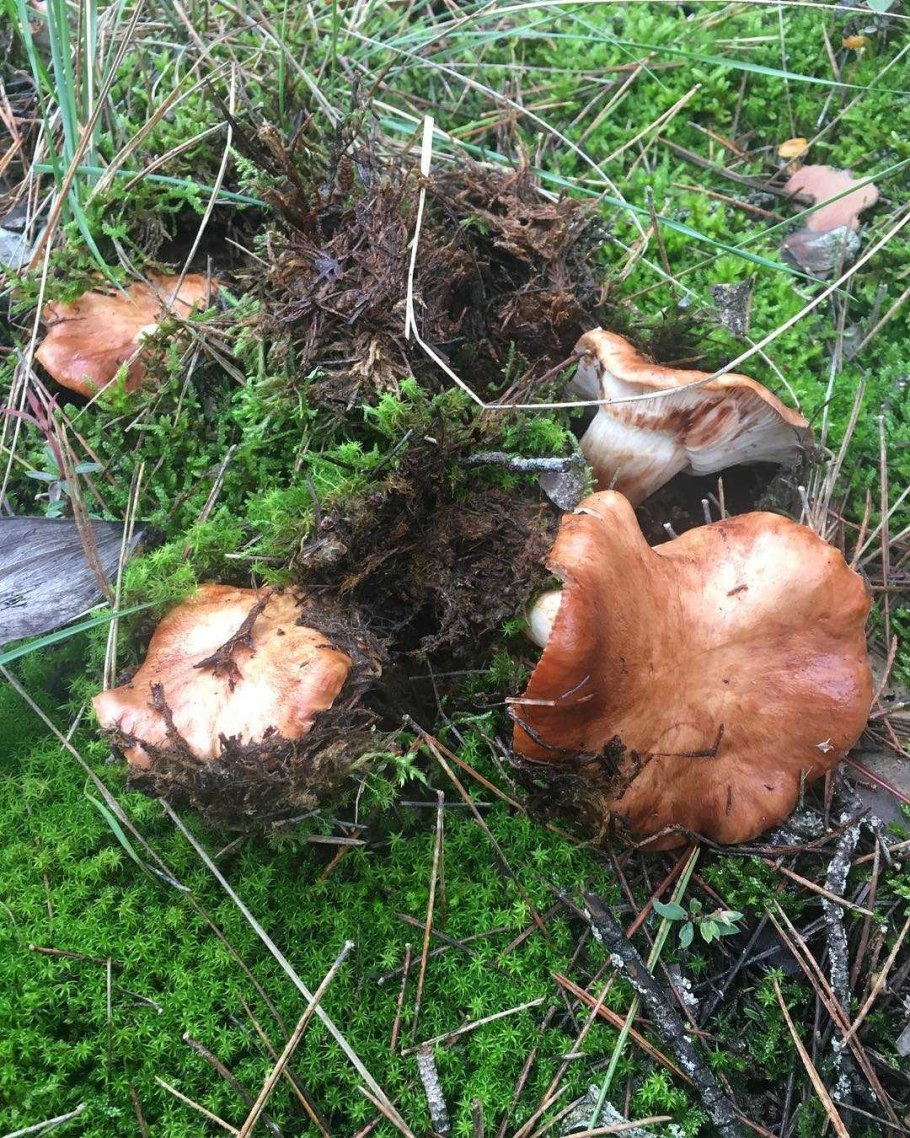 Рядовка надломленная