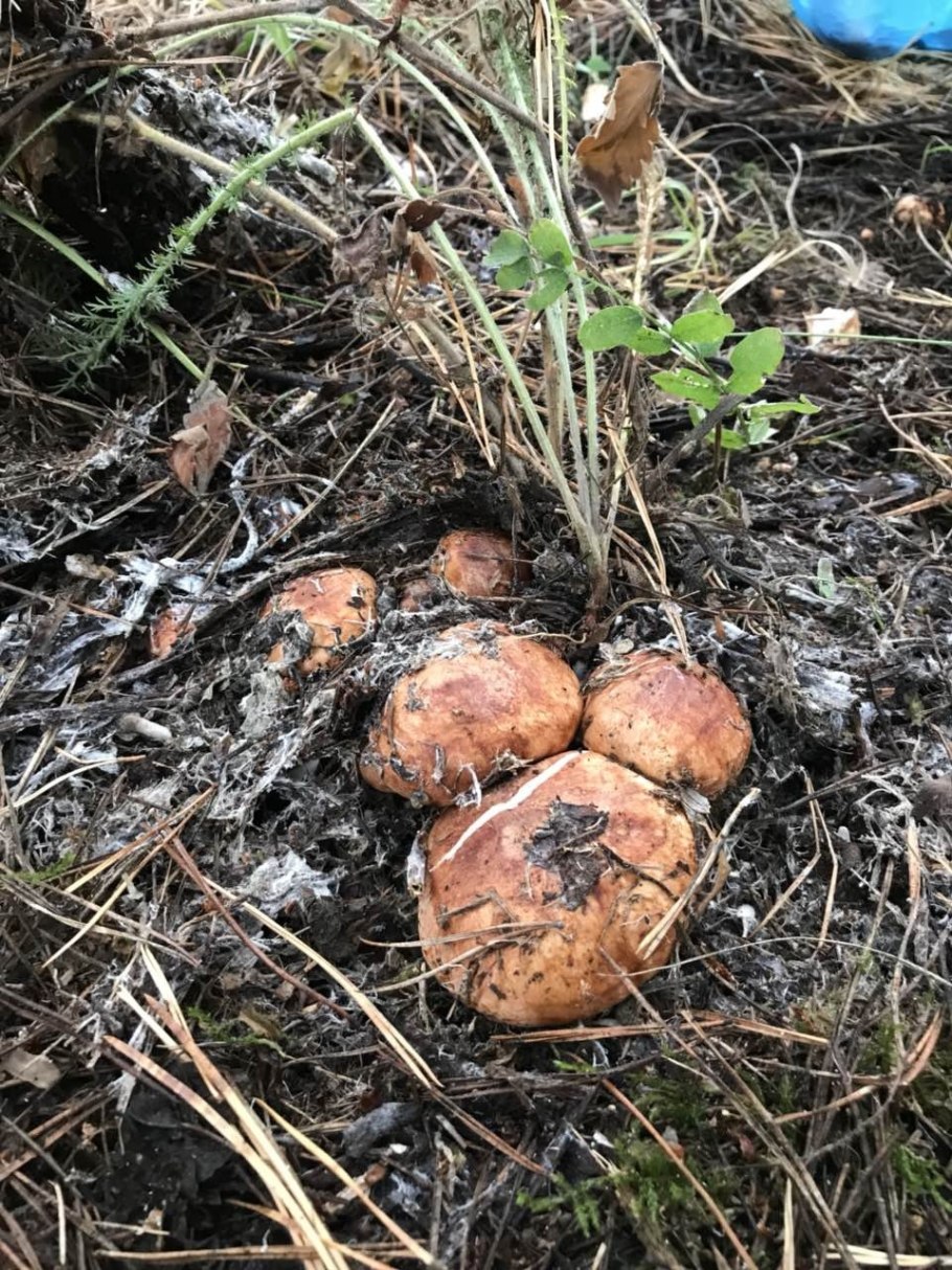 Рядовка надломленная Tricholoma batschii