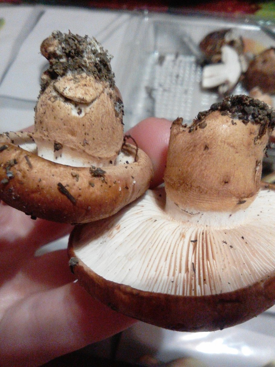 Рядовка надломленная Tricholoma batschii