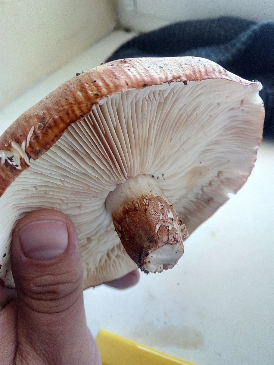 Рядовка пятнистая (Tricholoma pessundatum)