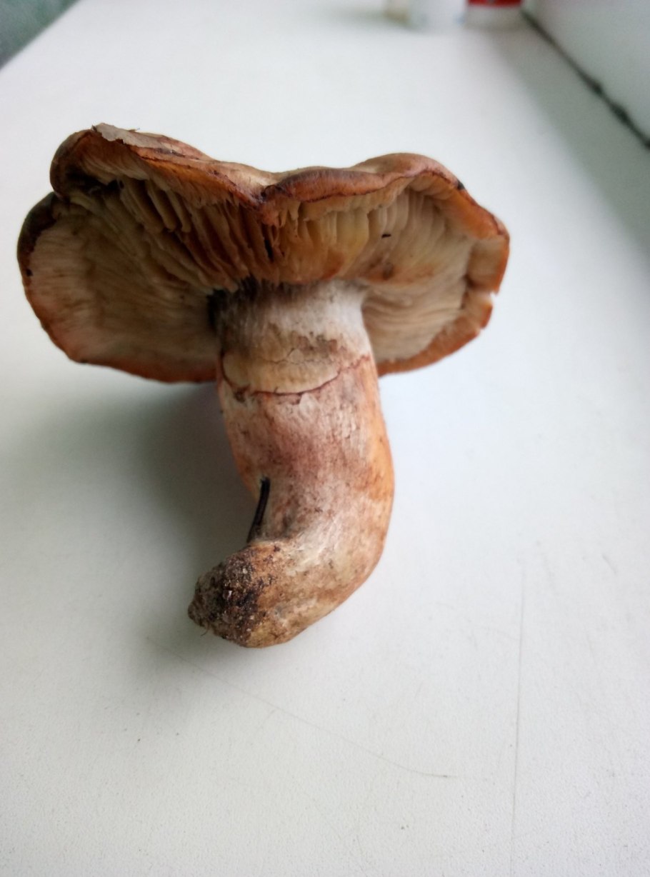 Рядовка надломленная Tricholoma batschii