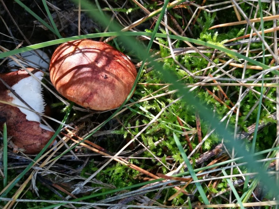 Гриб рядовка надломленная