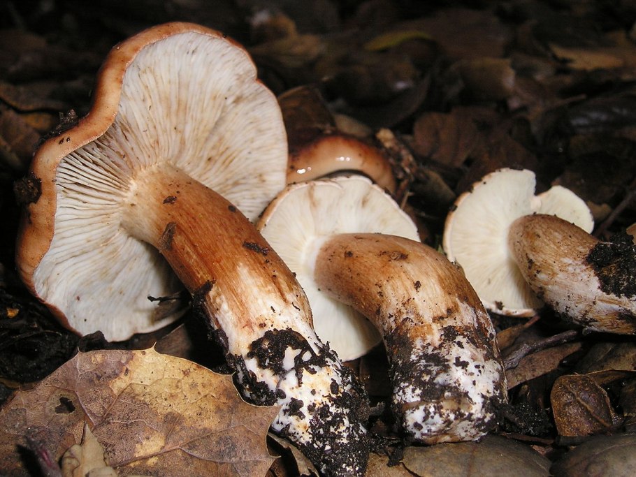 Рядовка надломленная tricholoma batschii