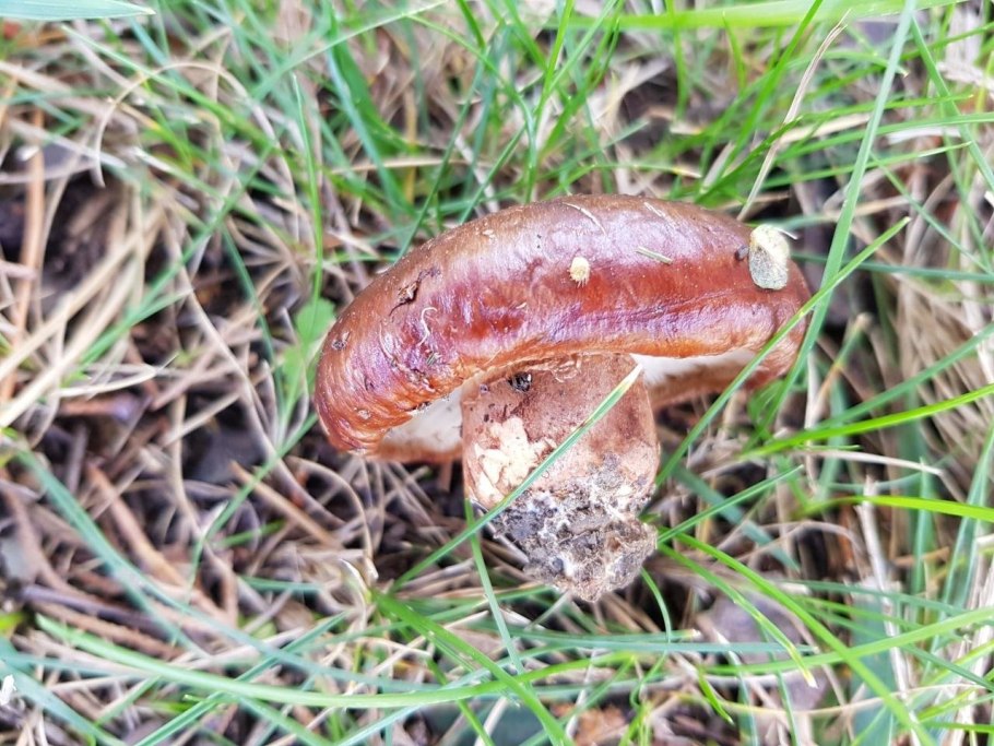 Рядовка горчак