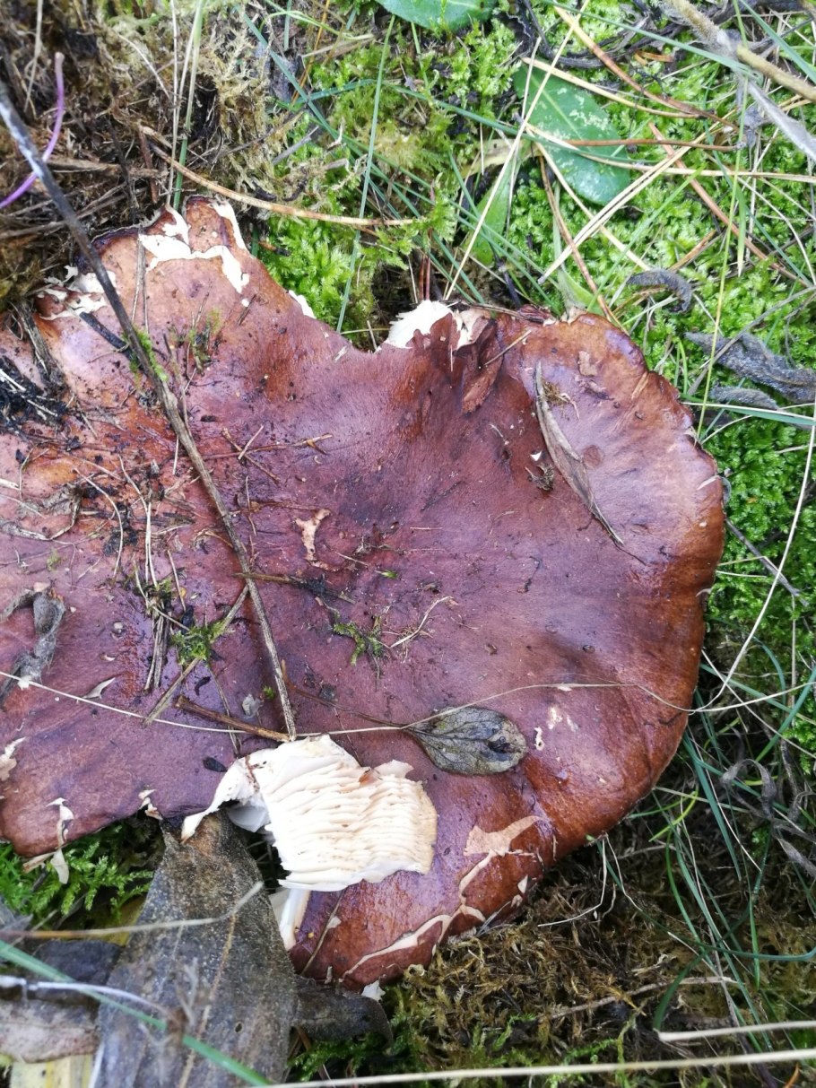 Рядовка надломленная Tricholoma batschii