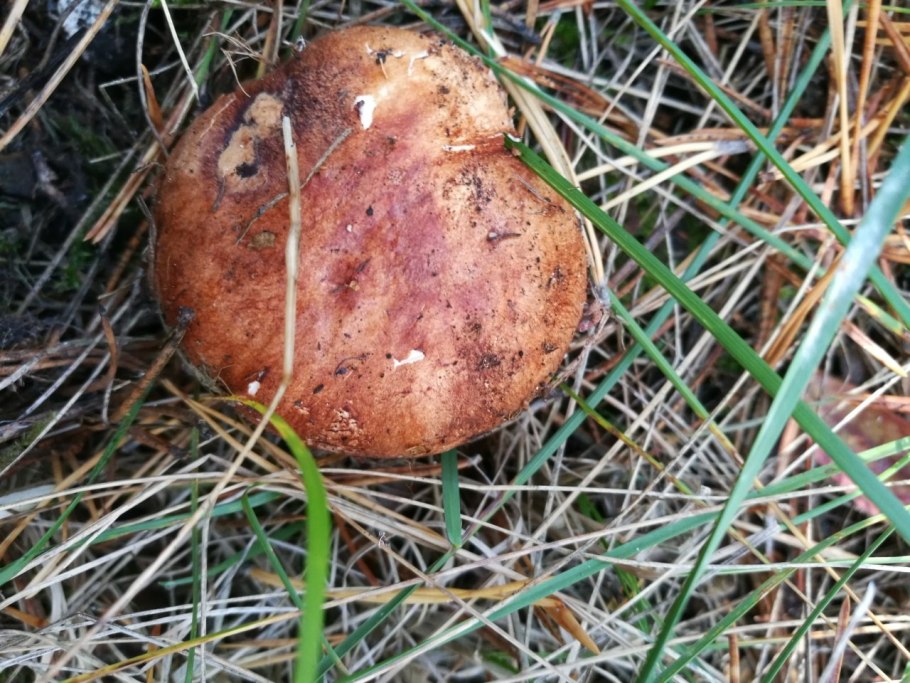 Рядовка пятнистая (Tricholoma pessundatum)