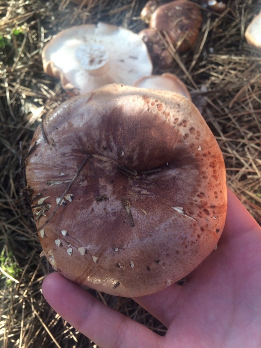Рядовка бело-коричневая Tricholoma albobrunneum