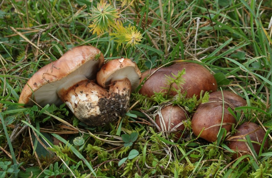 Паутинник опоясанный