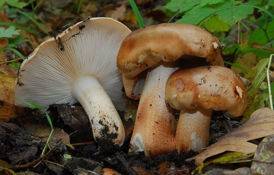 Рядовка Чешуйчатая Tricholoma imbricatum