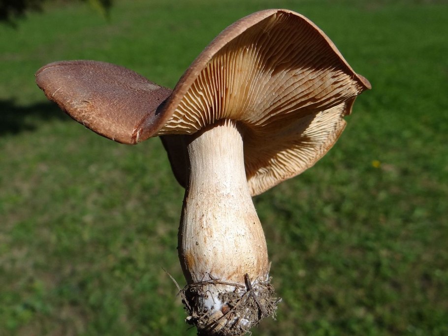 Шляпка белого гриба сверху