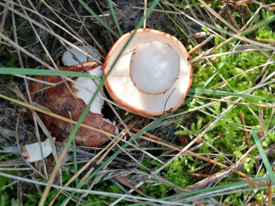 Рядовка надломленная Tricholoma batschii