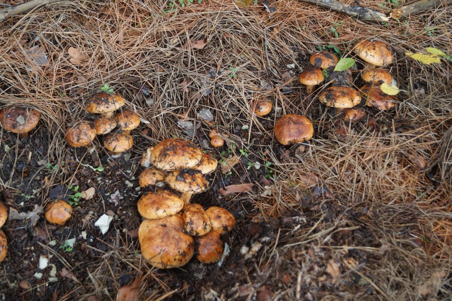 Гриб горчак крымский