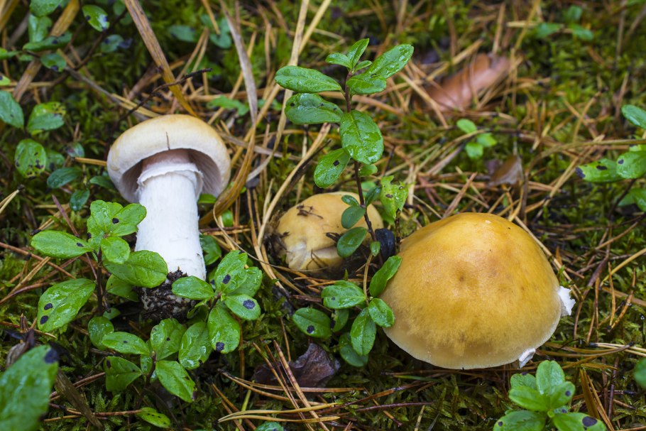 Колпак кольчатый cortinarius caperatus