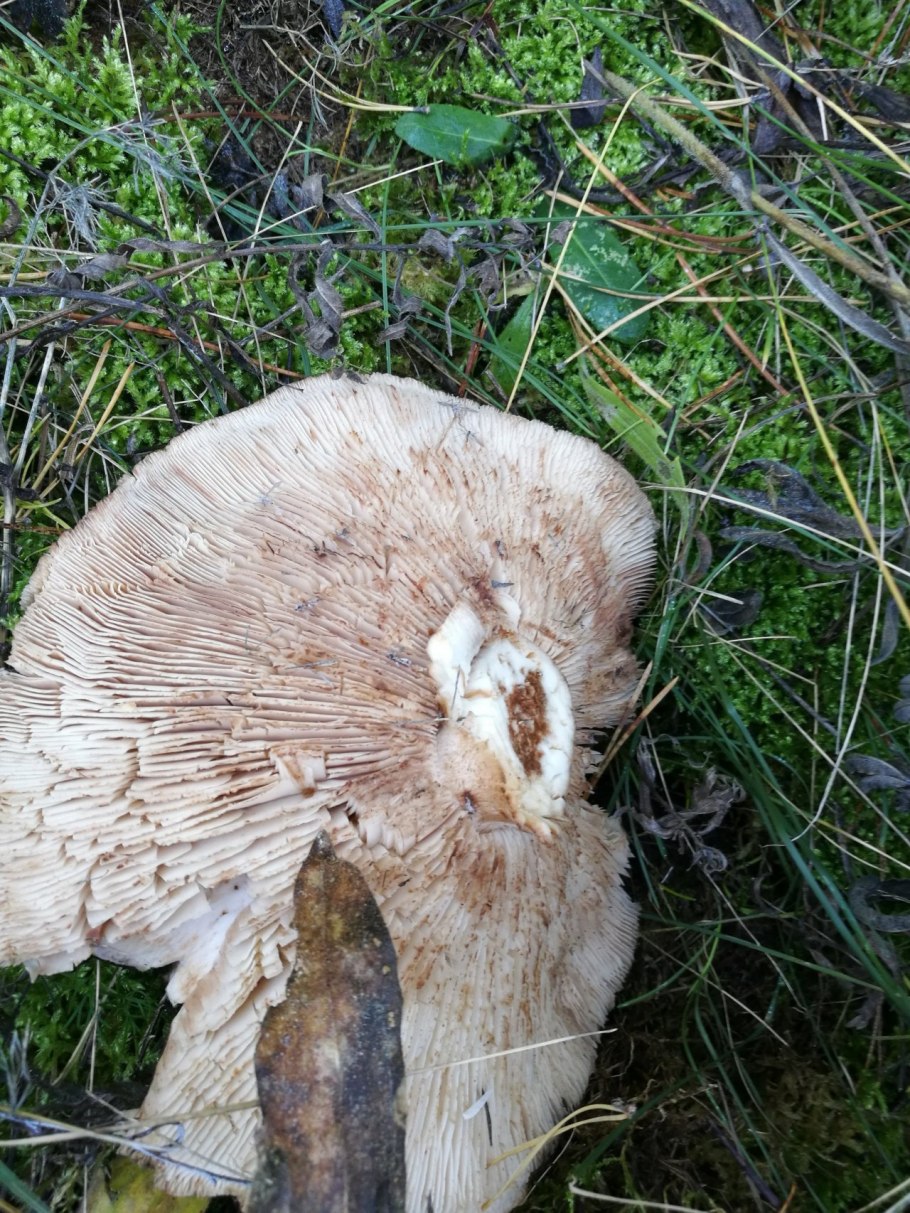 Рядовка сросшаяся Leucocybe connata