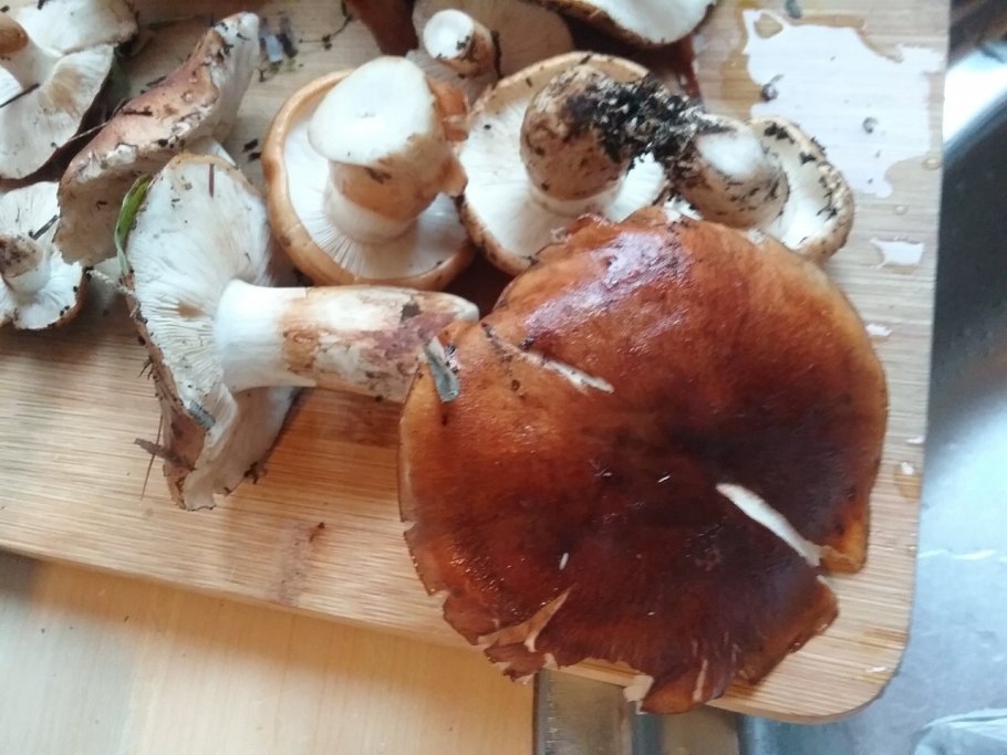 Горчаки грибы рядовки