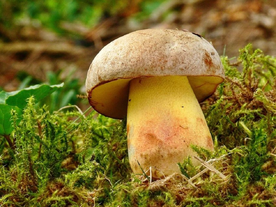 Боровик Фехтнера Boletus fechtneri