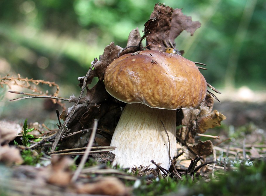 Боровик Фехтнера Boletus fechtneri
