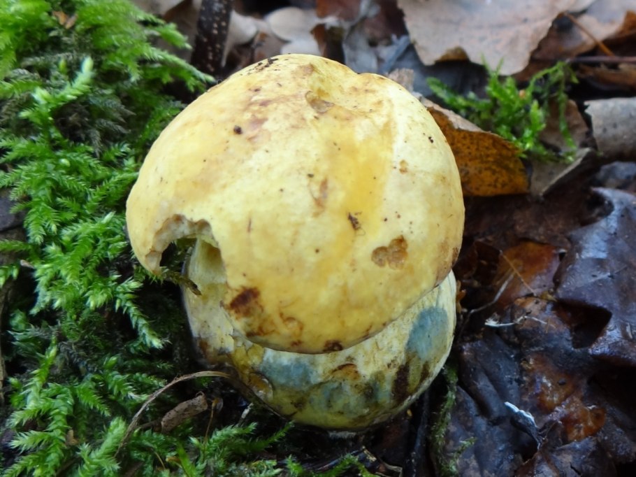 Гименофор Boletus edulis