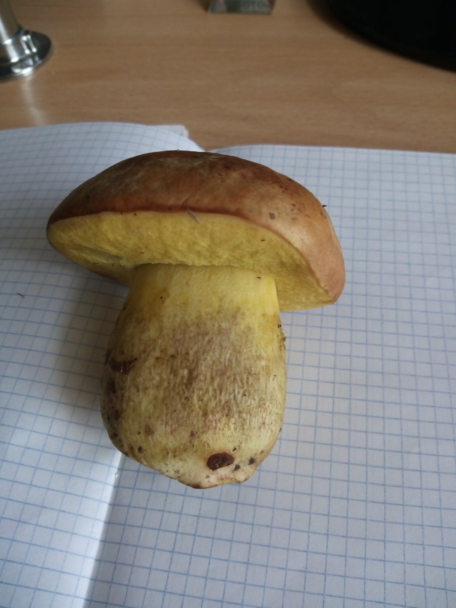 Ярко желтый гриб на толстой ножке