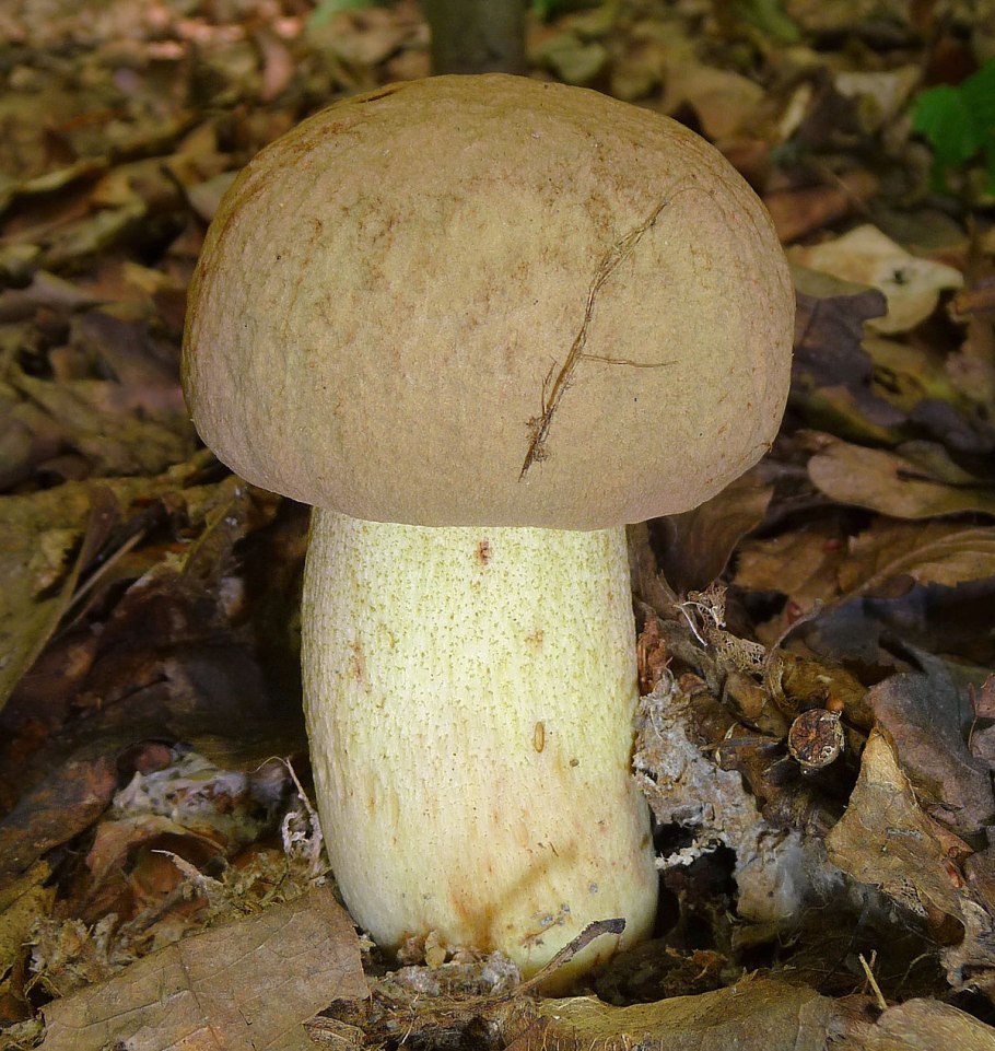 Паутинник Сосновый