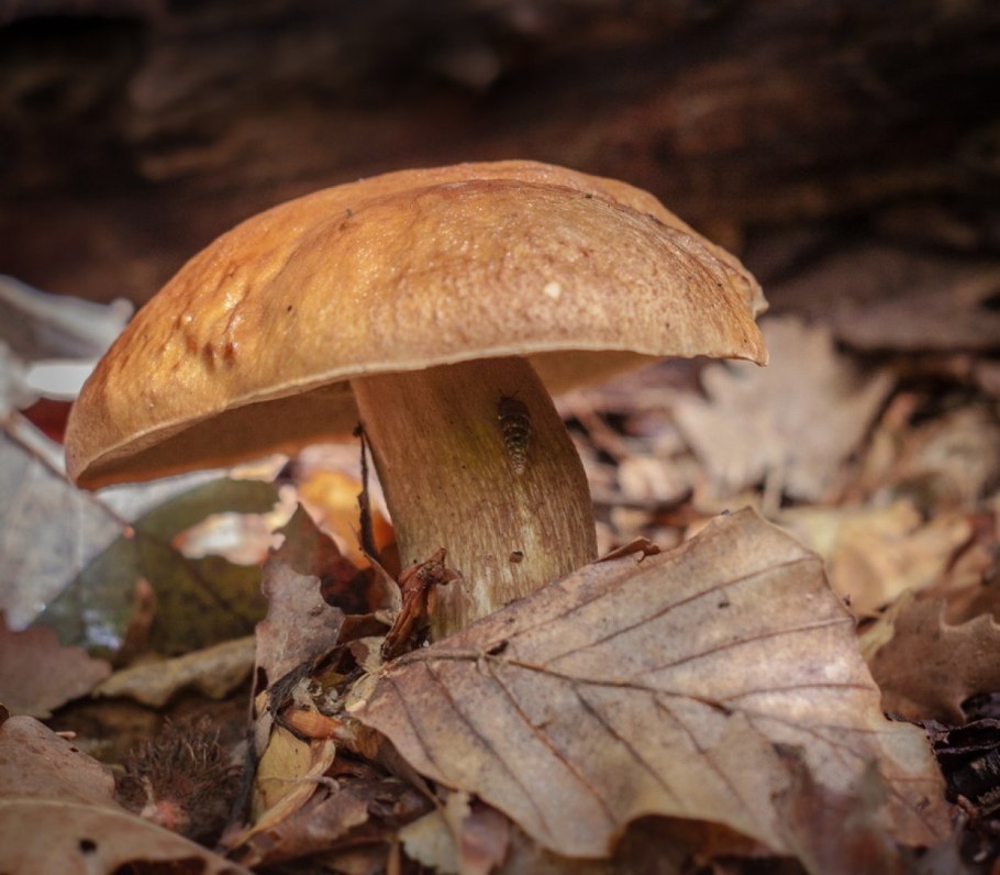 Полубелый гриб Boletus impolitus