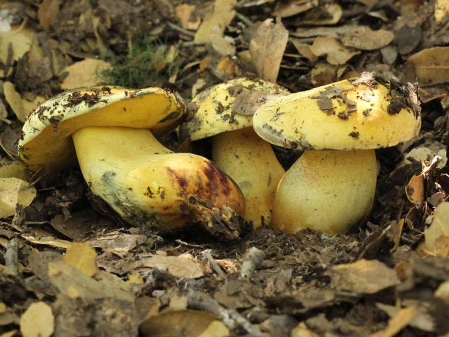 Полубелый гриб Boletus impolitus