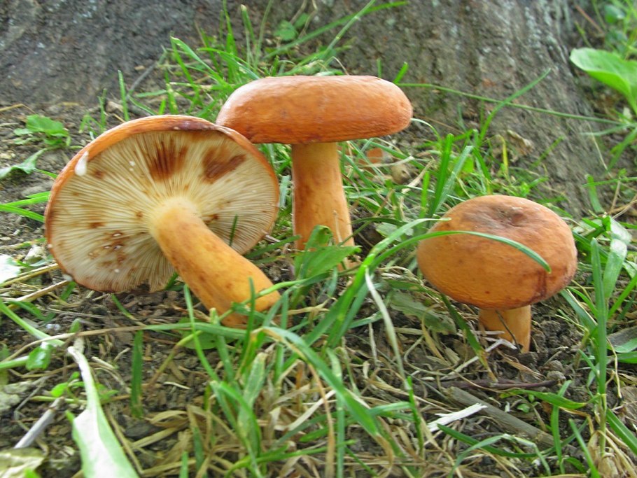 Подорешник молочай