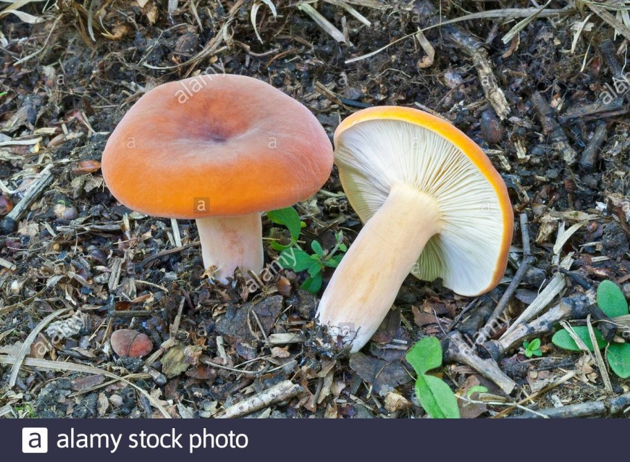 Подмолочник молочай гриб