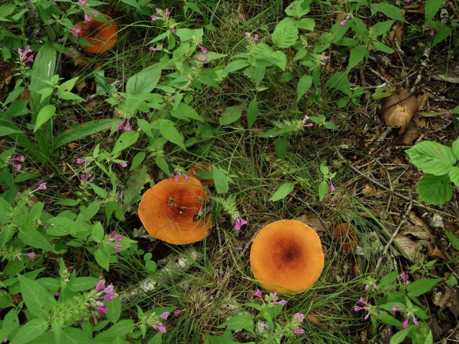 Синявки коричневые