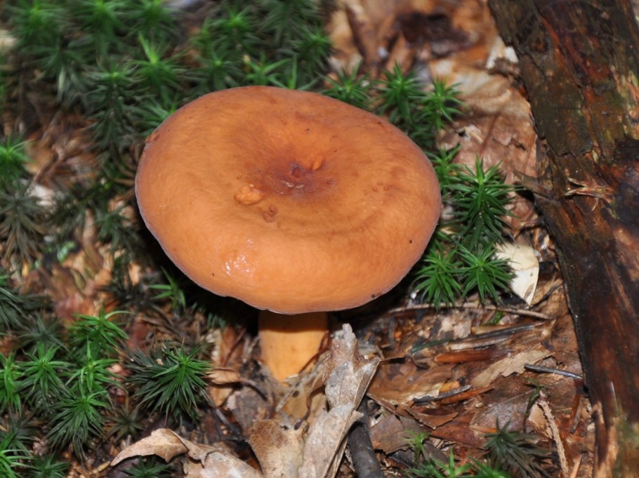 Lactarius volemus подмолочник