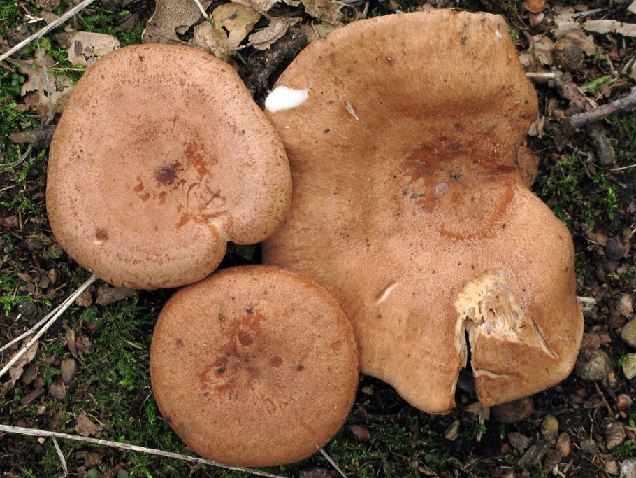 Lactarius volemus