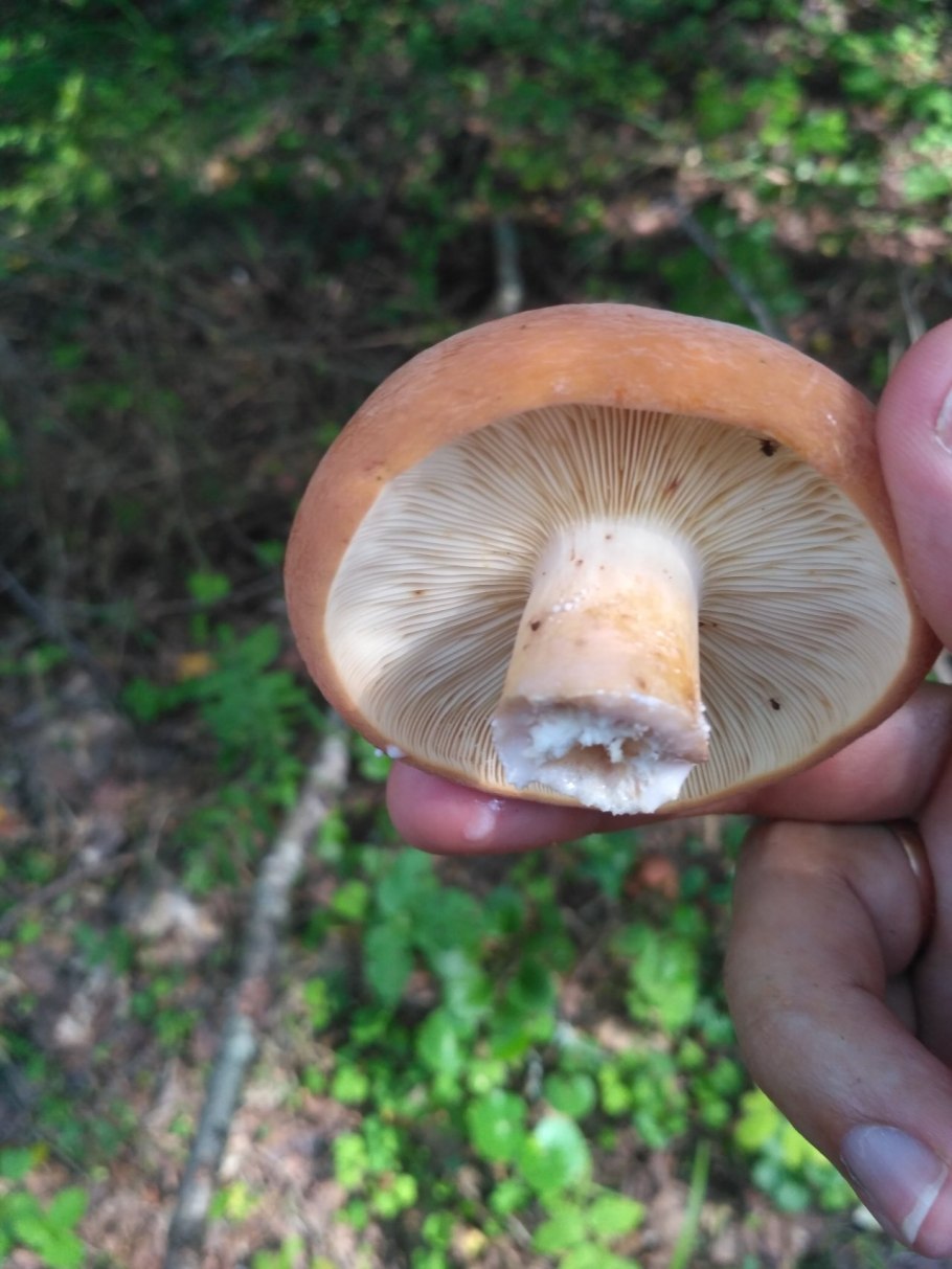 Lactarius volemus подмолочник