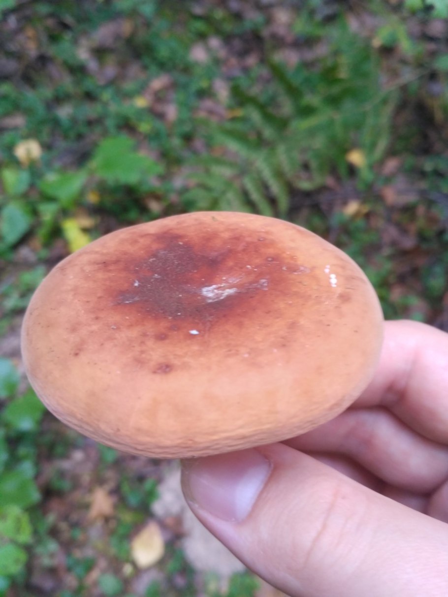 Подореховик подорешник гриб