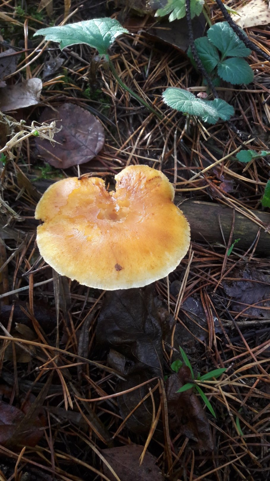 Золотистый белый гриб