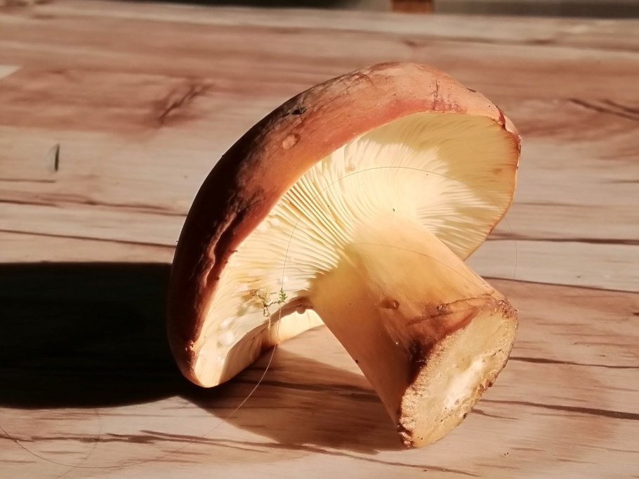 Подмолочник гриб