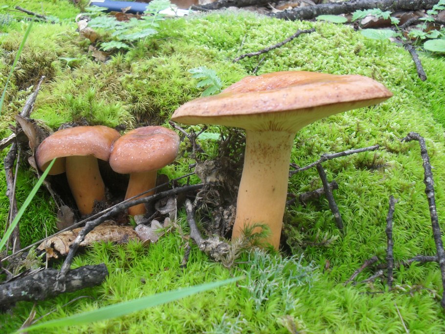Lactarius volemus подмолочник